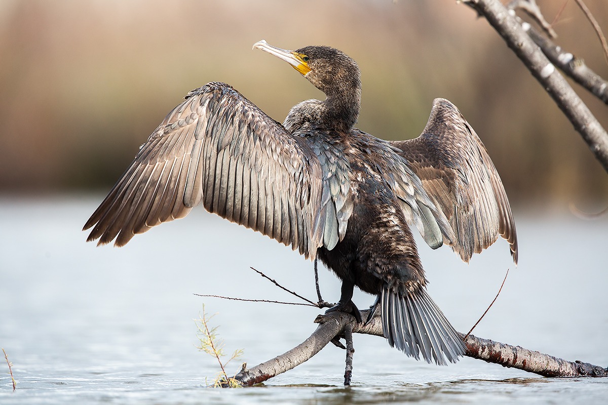 Guard Omar quand è bell