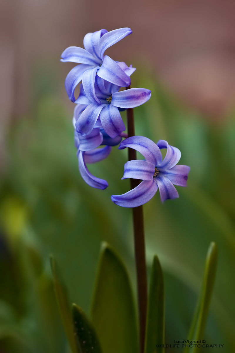 hyacinth