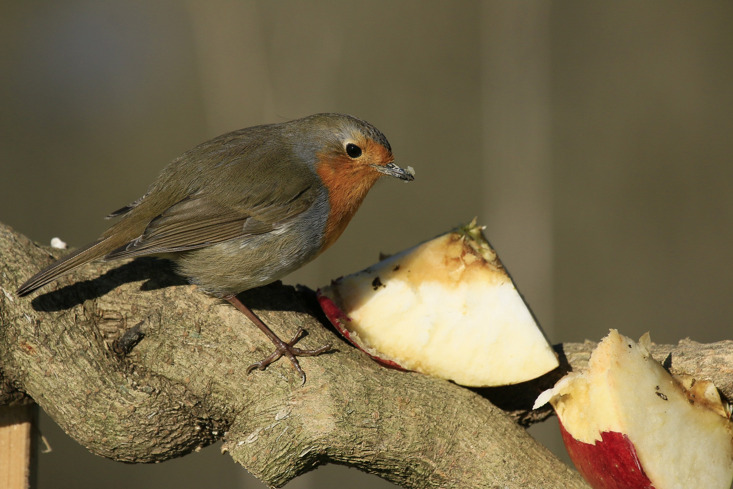 Robin 2015: This is my