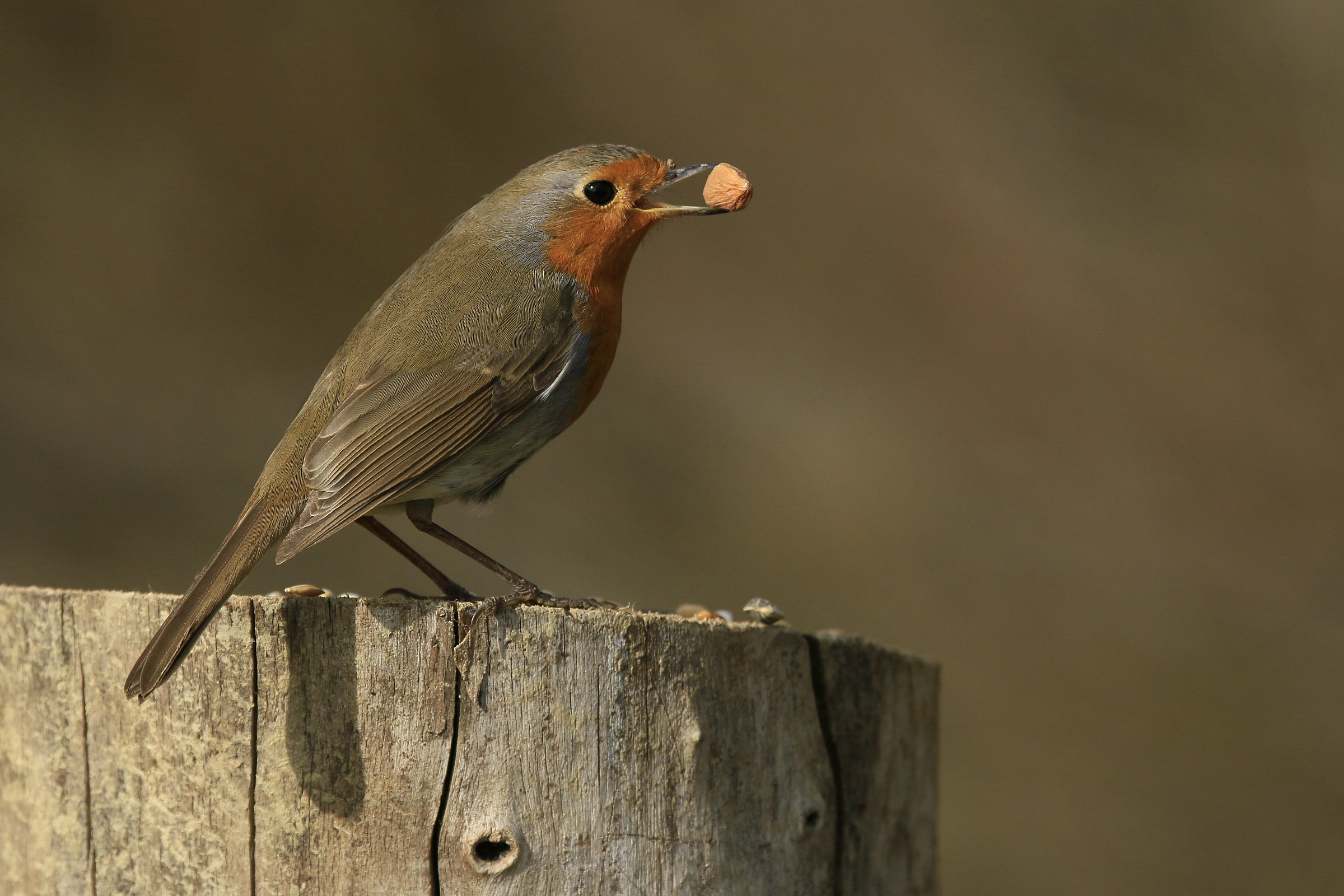 Robin 2015: Big grain