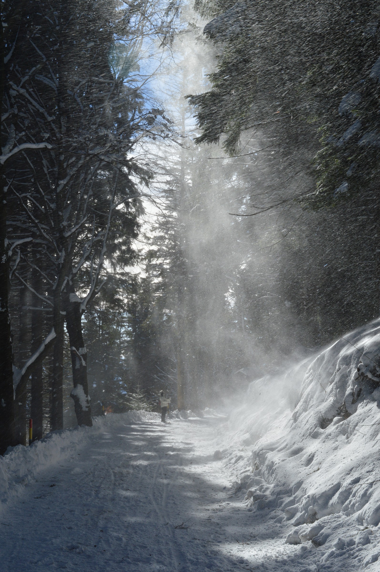 Polvere di......neve....