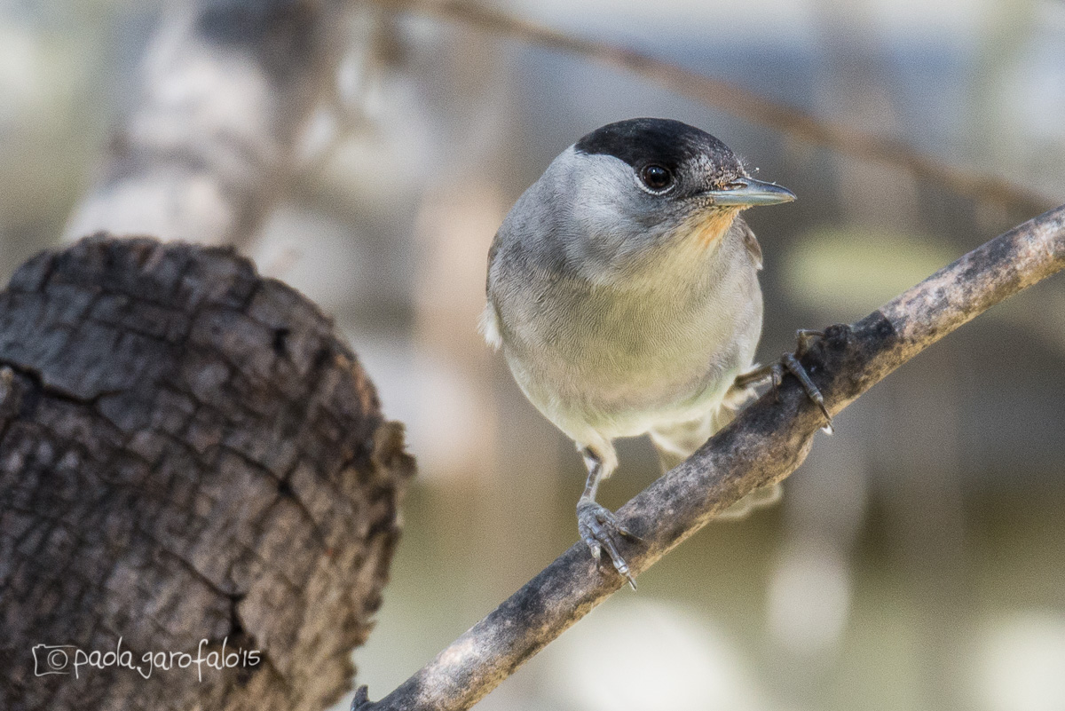Blackcap