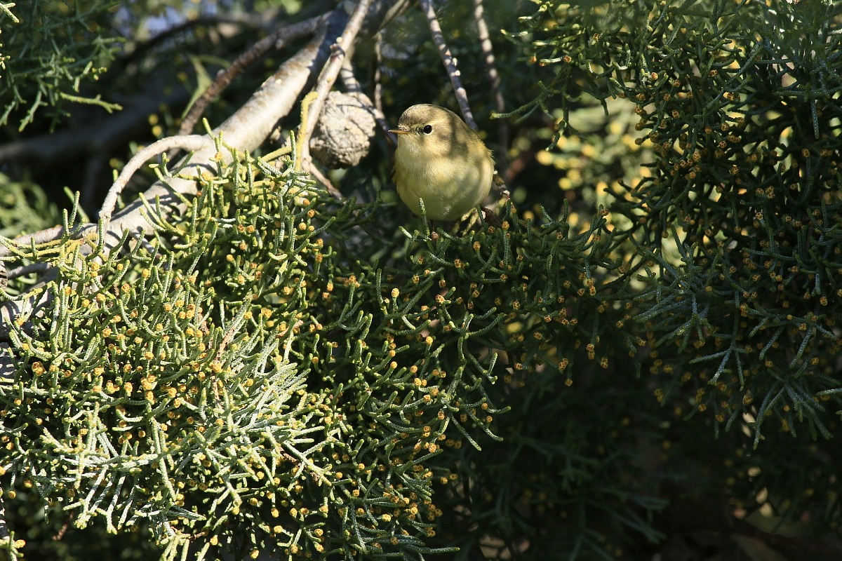 Wood Warbler?