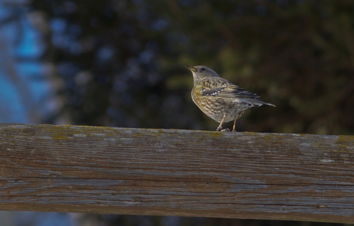... The sky is clouding