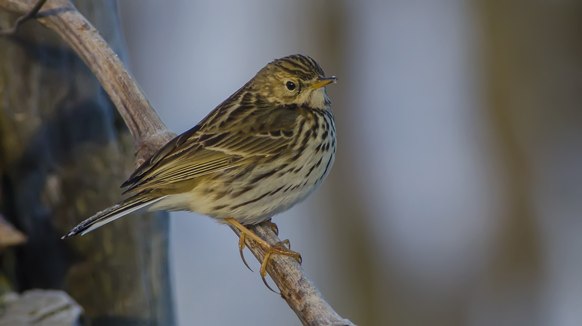 Pipit