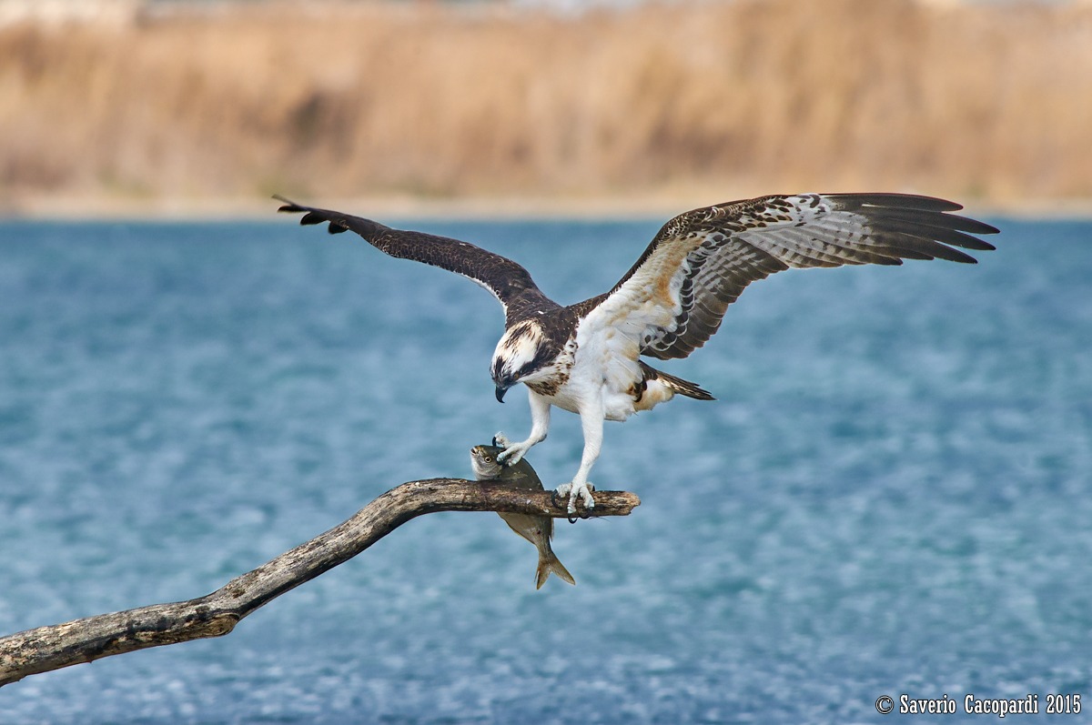 Osprey