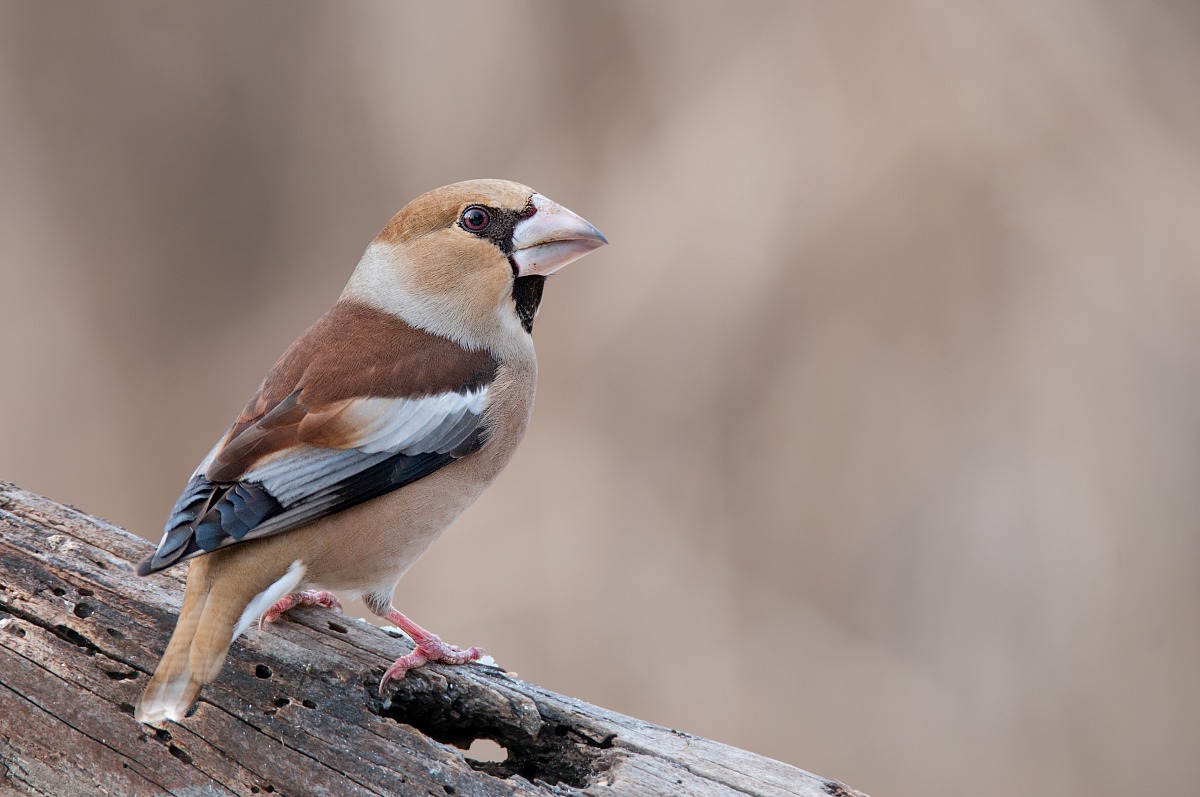 Hawfinch (Hawfinch)