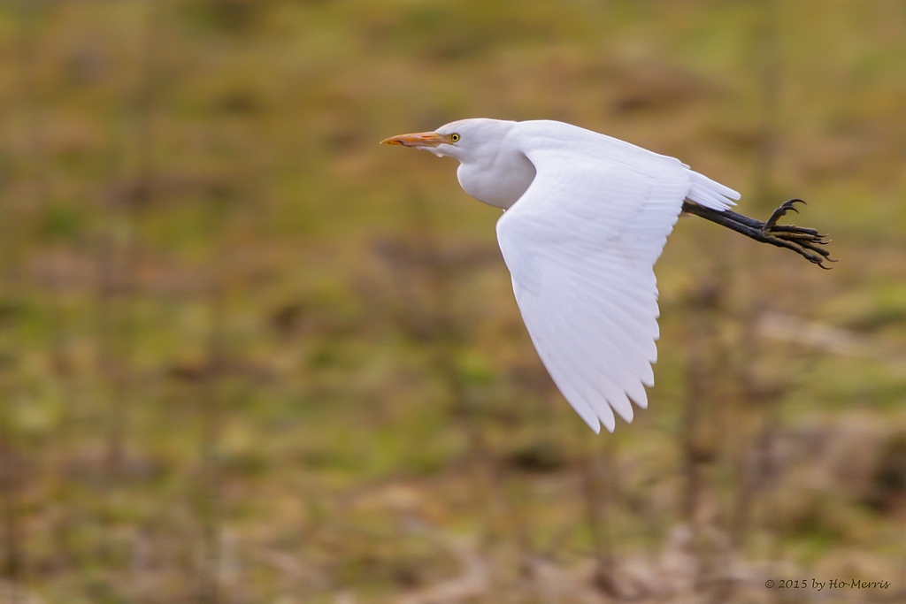 Cattle occidentali Egret