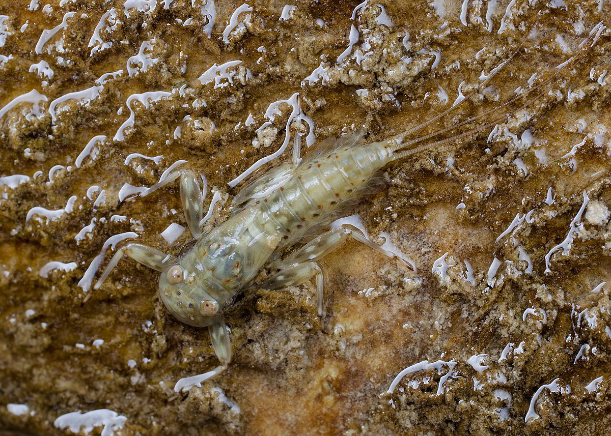 Heptagenia sulphurea.