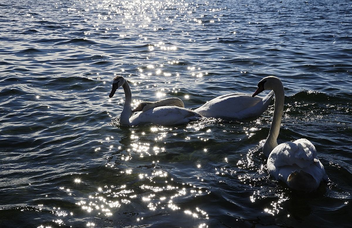 ... Desire for tenderness