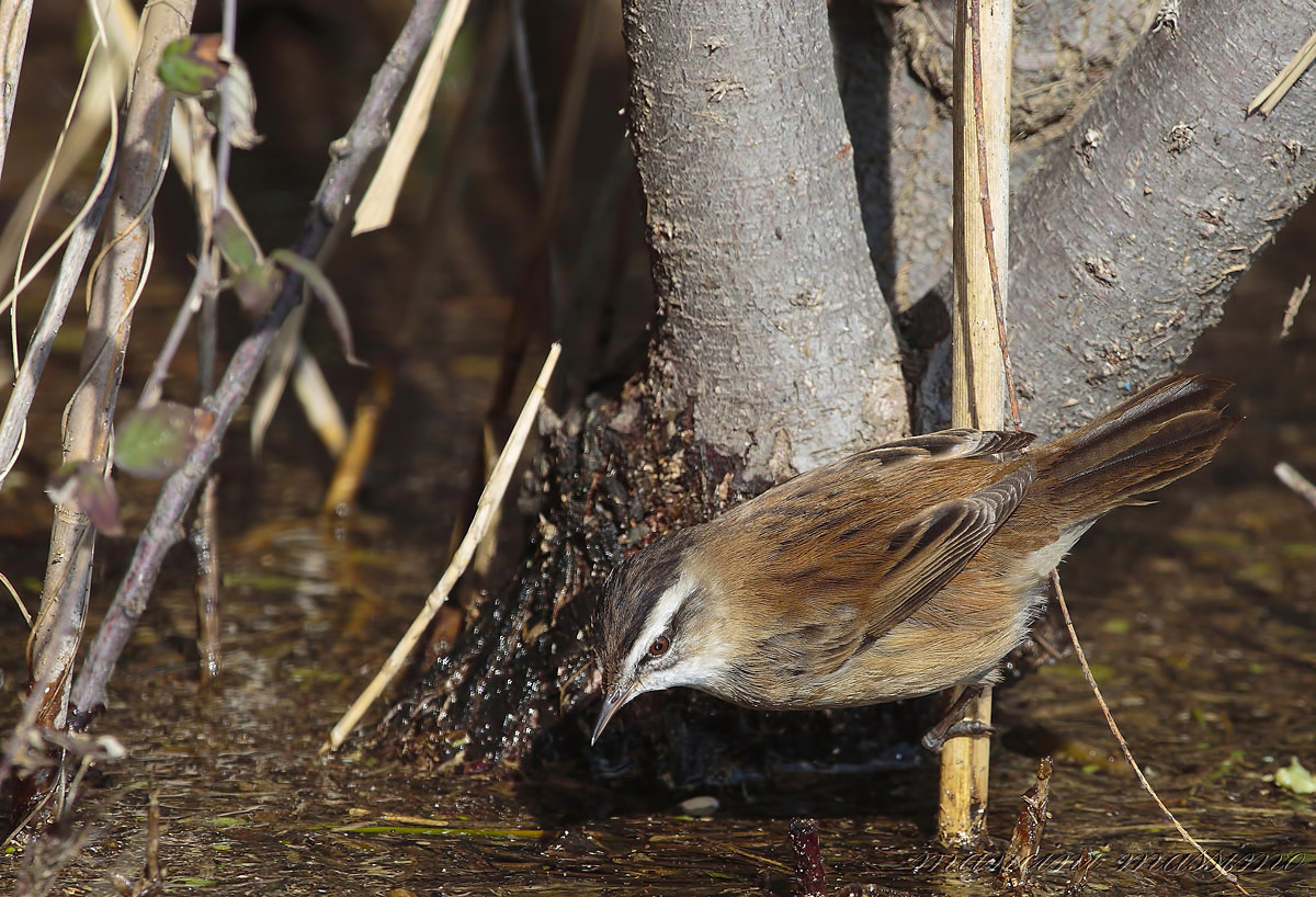 Forapaglie castagnolo(Acrocephalus melanopogon)