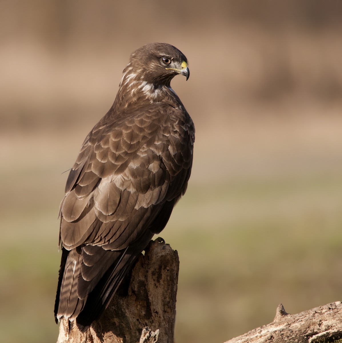 Buzzard