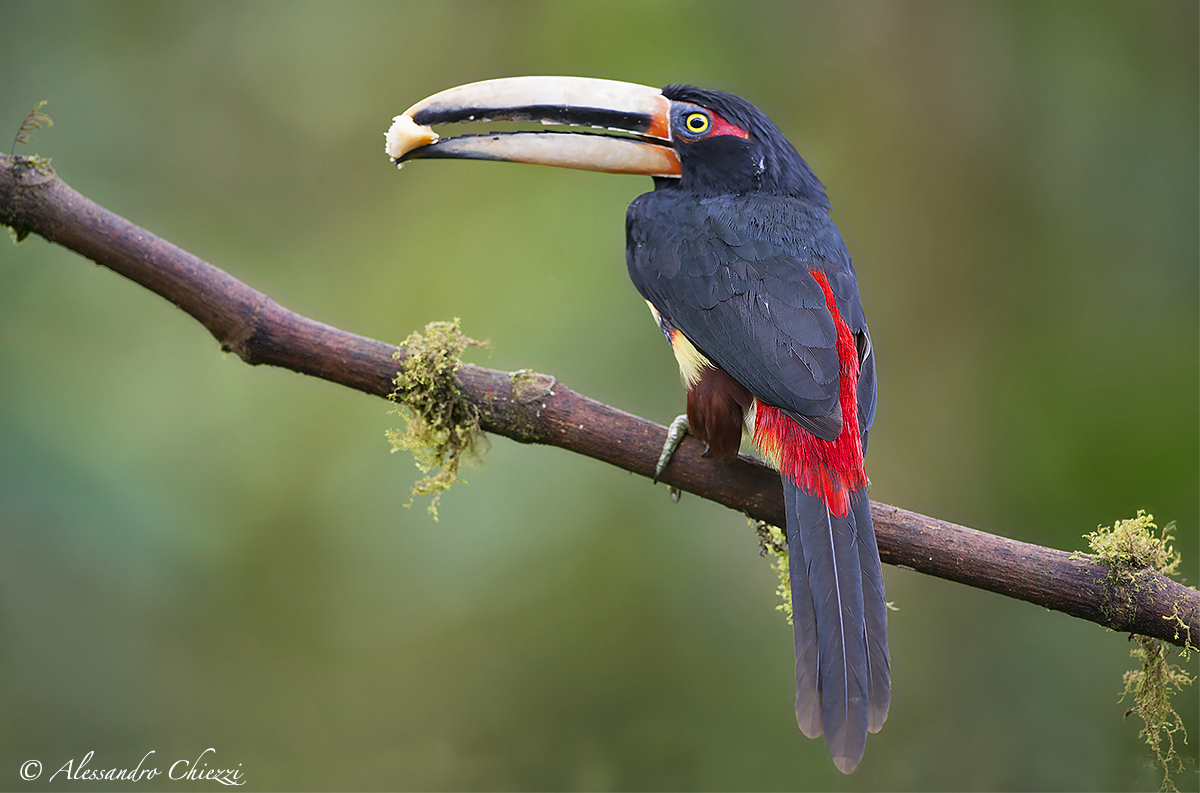Aracari Ivorybill