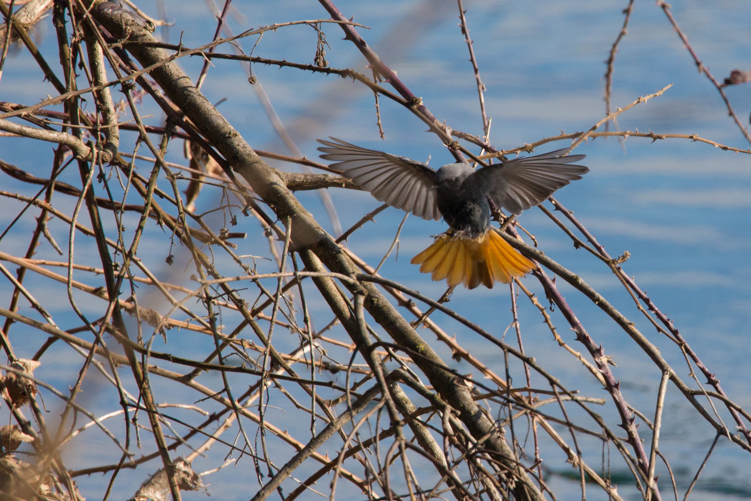 Redstart landing