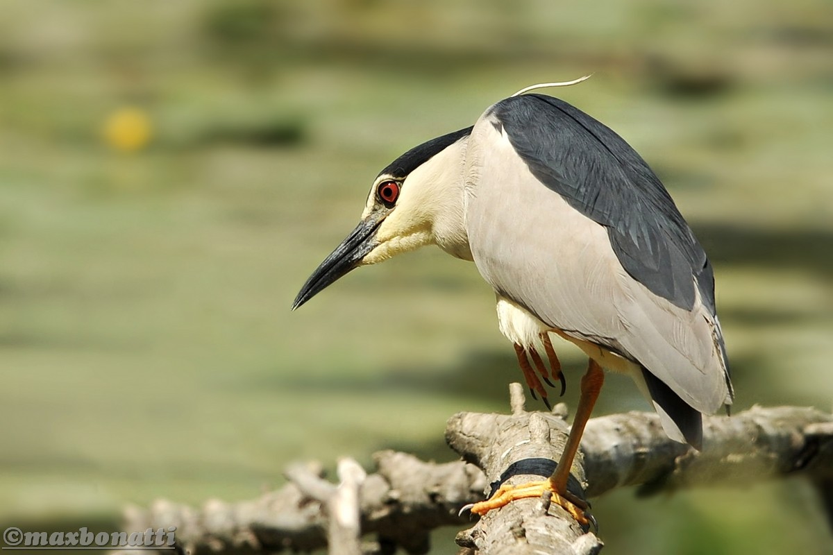 Night Heron