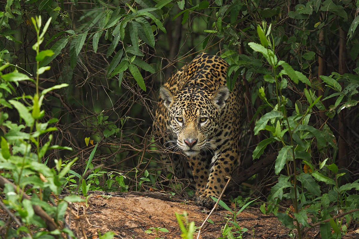 Sua maestà il giaguaro