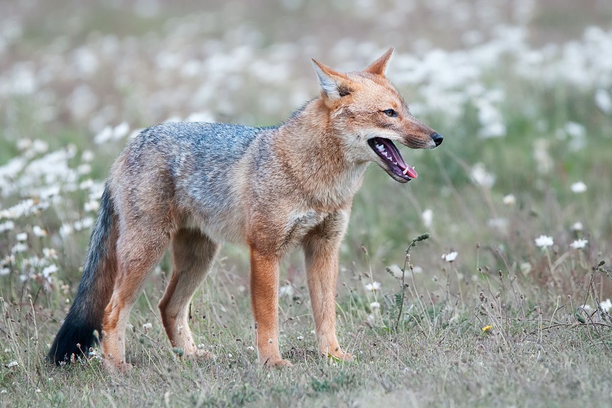 Andean fox (Lycalopex culpaeus) - whole picture