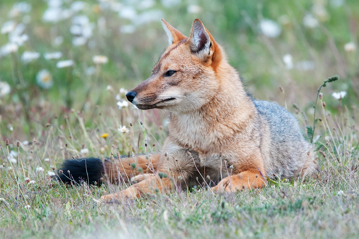 Andean fox (Lycalopex culpaeus) - portrait Strett
