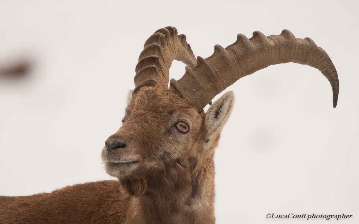Zuc De Cam (valsassina) 12-03-2012