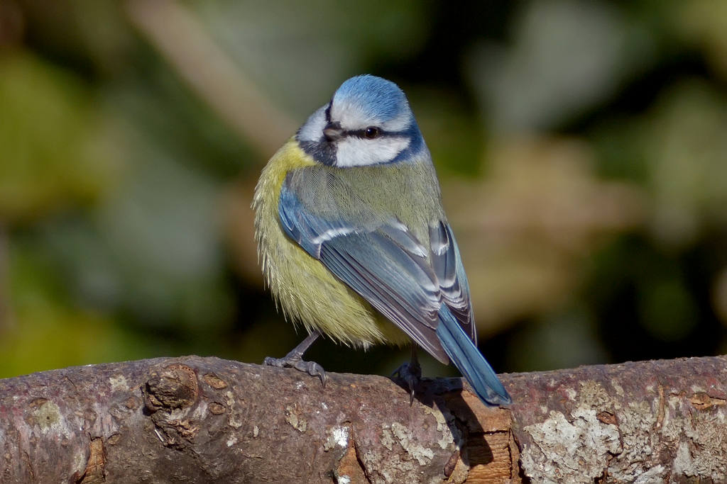 Ma quanto bella sono......
