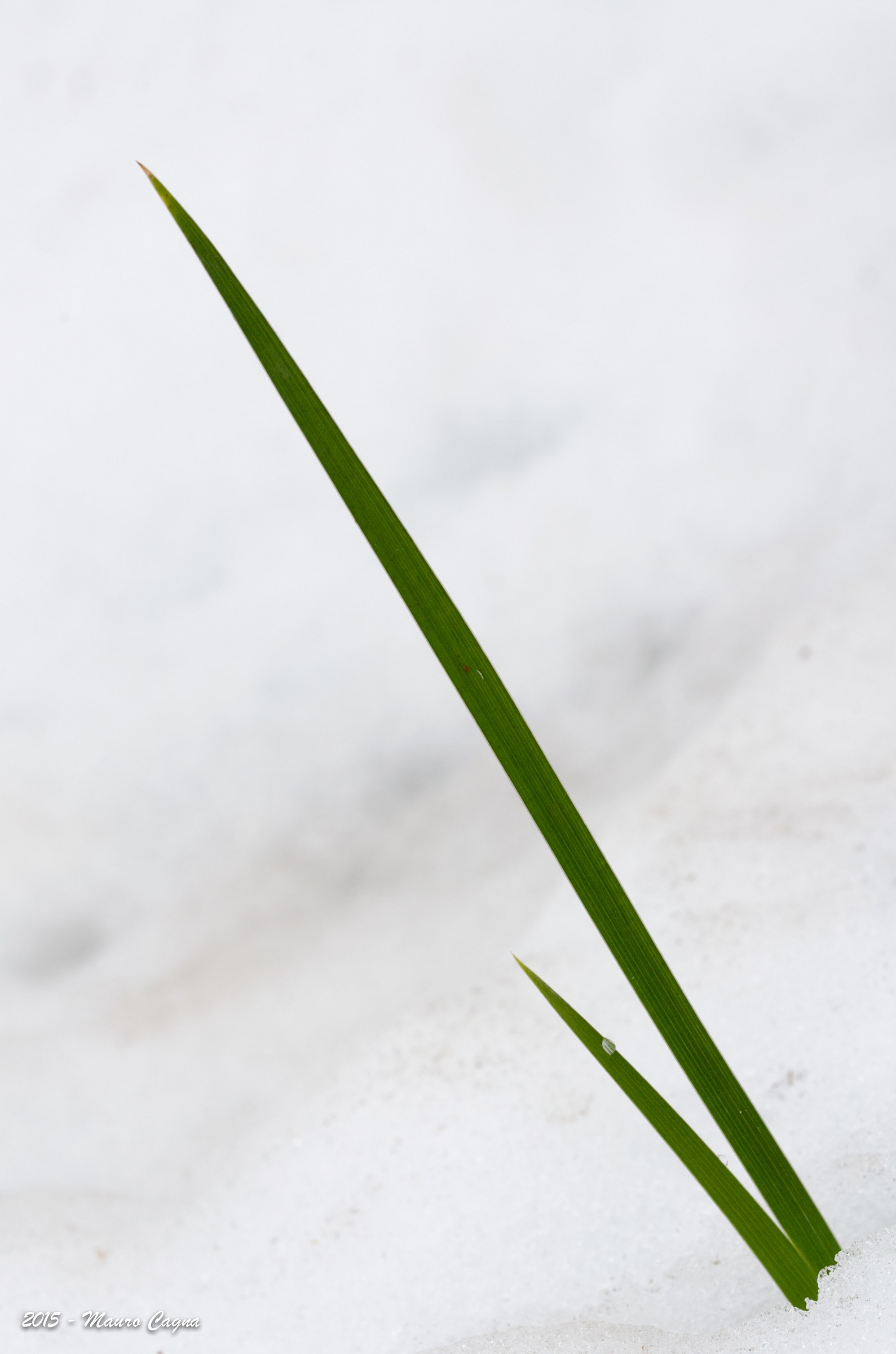 Plays with water and snow # 1