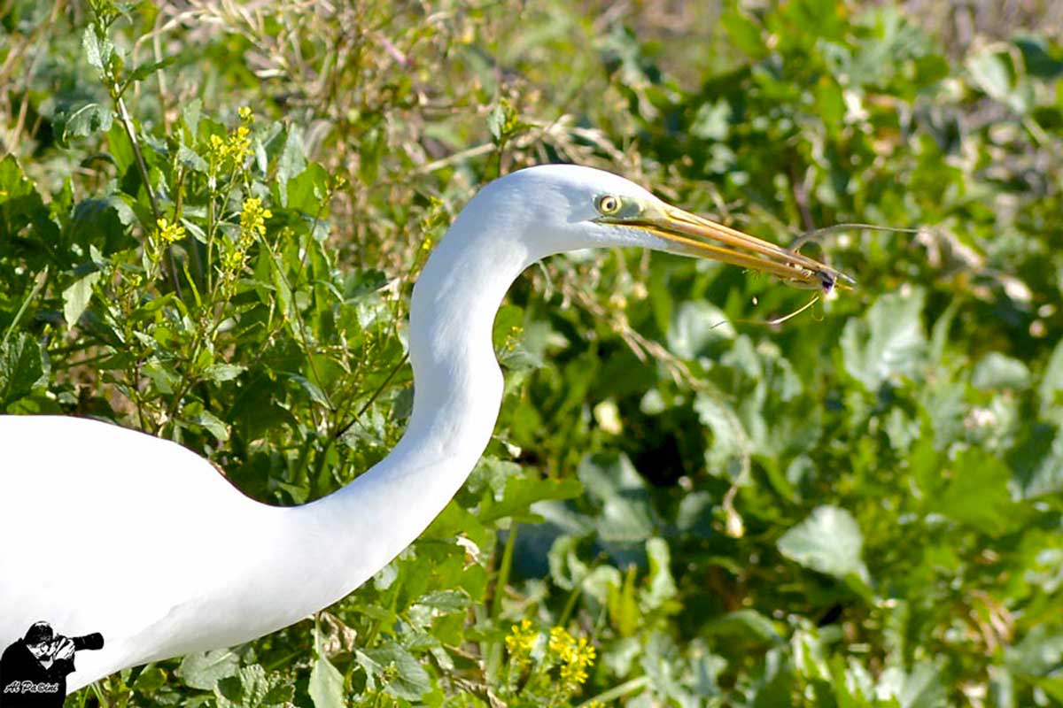 Airone Bianco con preda