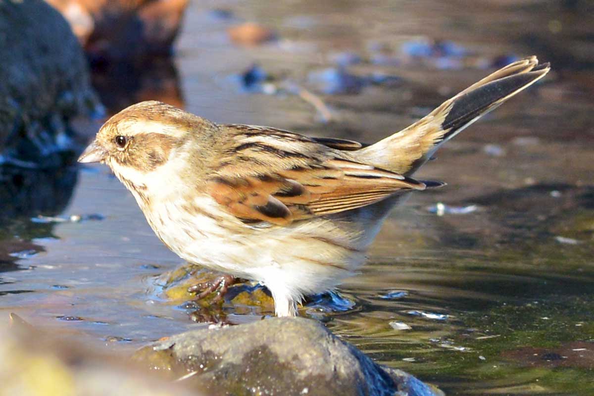 Migliarino di Padule