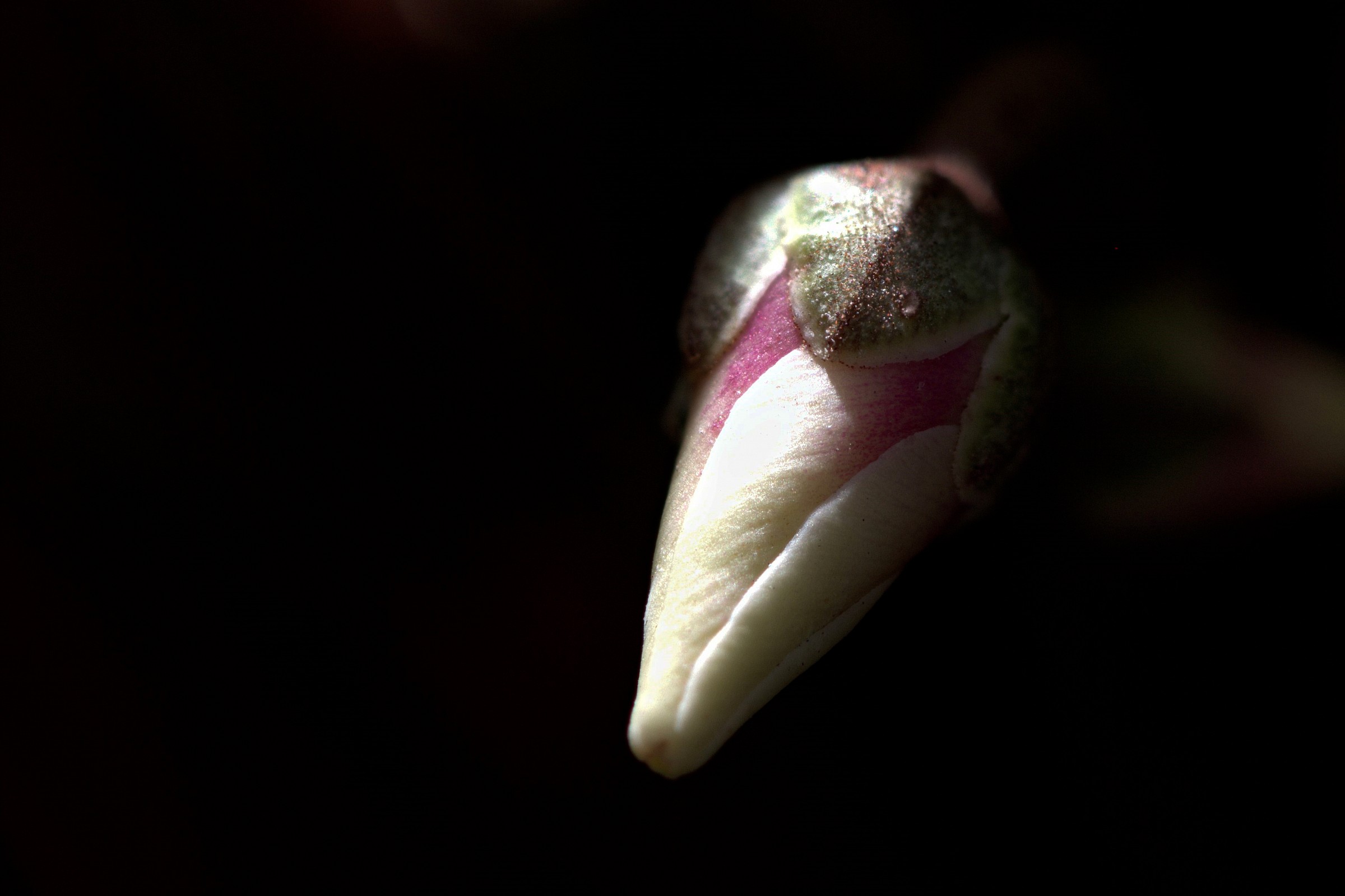 I will be a cyclamen