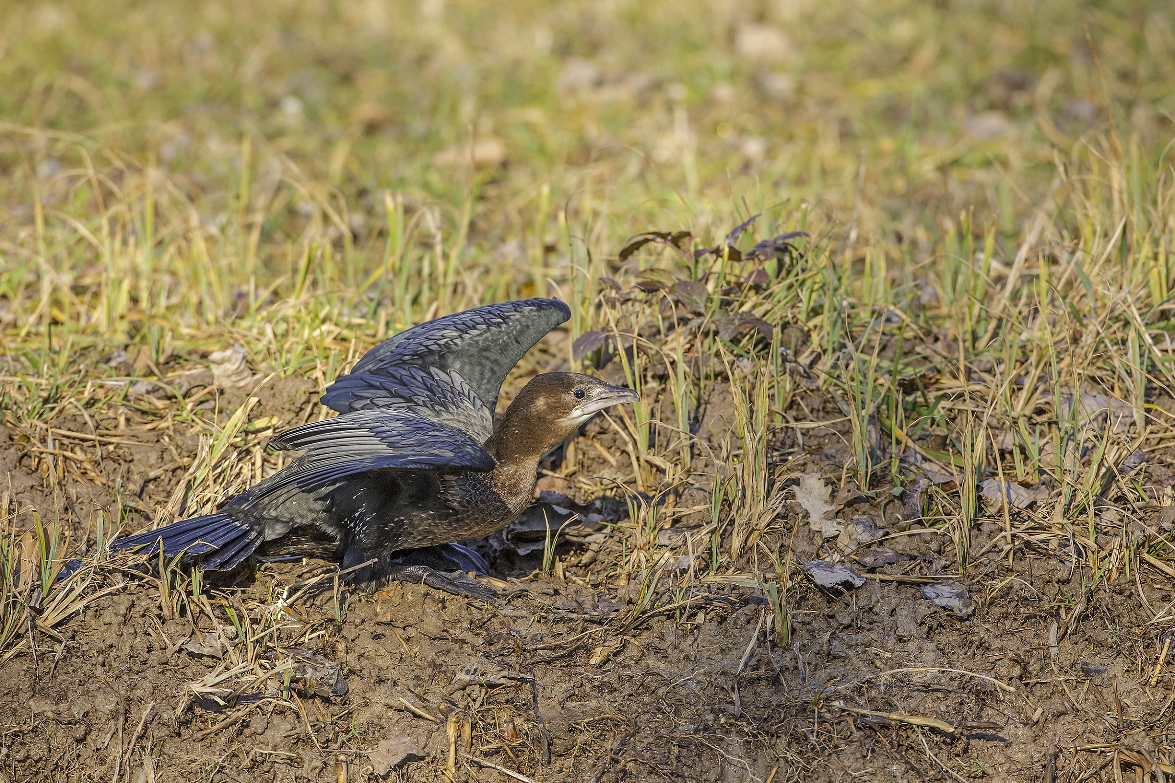 marangone minore in partenza