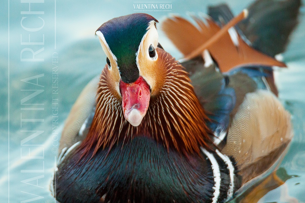 una tavolozza di colori! ecco l'anatra mandarina