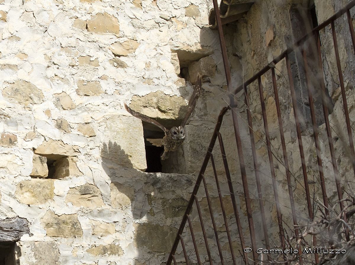 The house dell'allocco _Trix aluco_