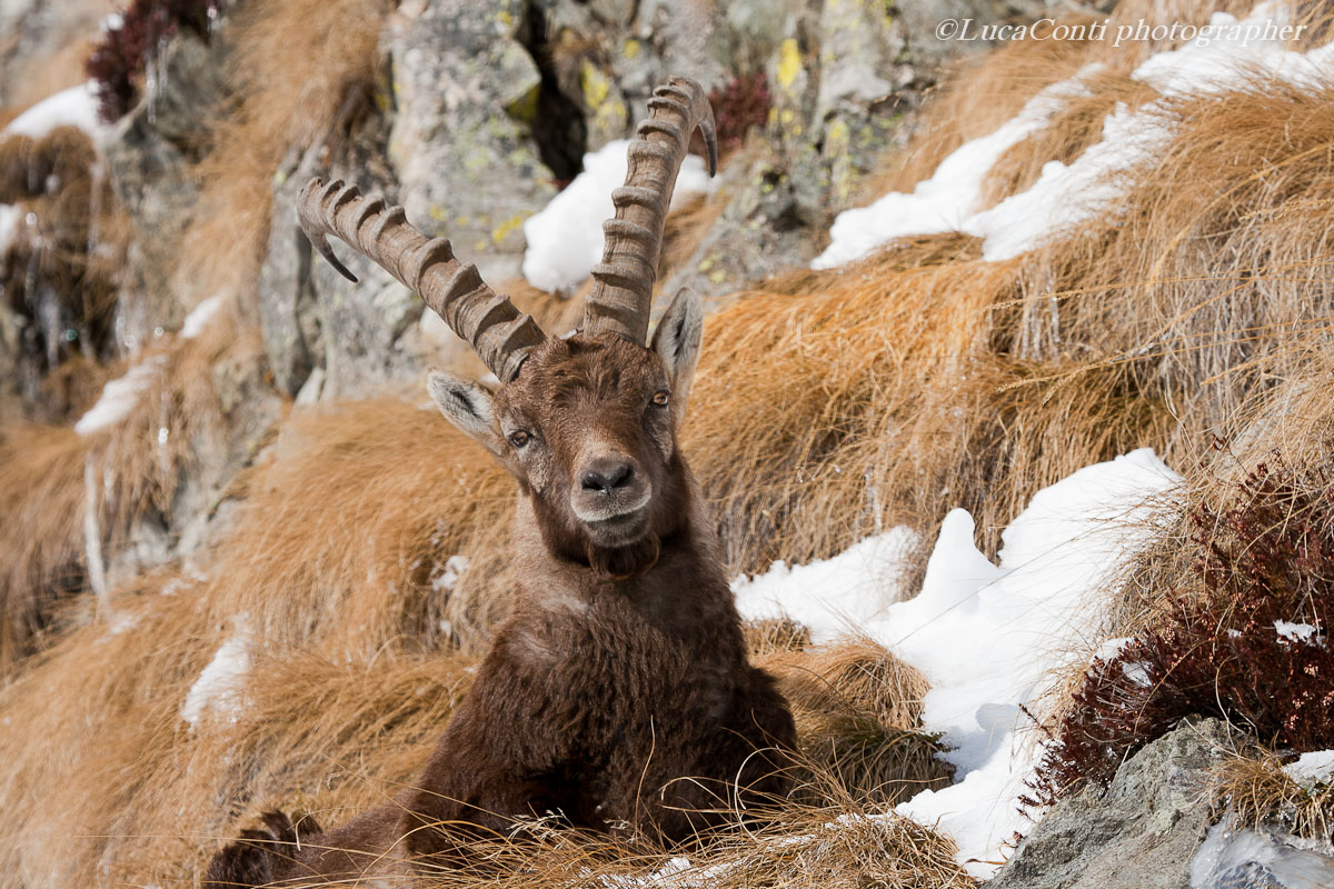 Sugar De Cam (valsassina) 12/03/2012