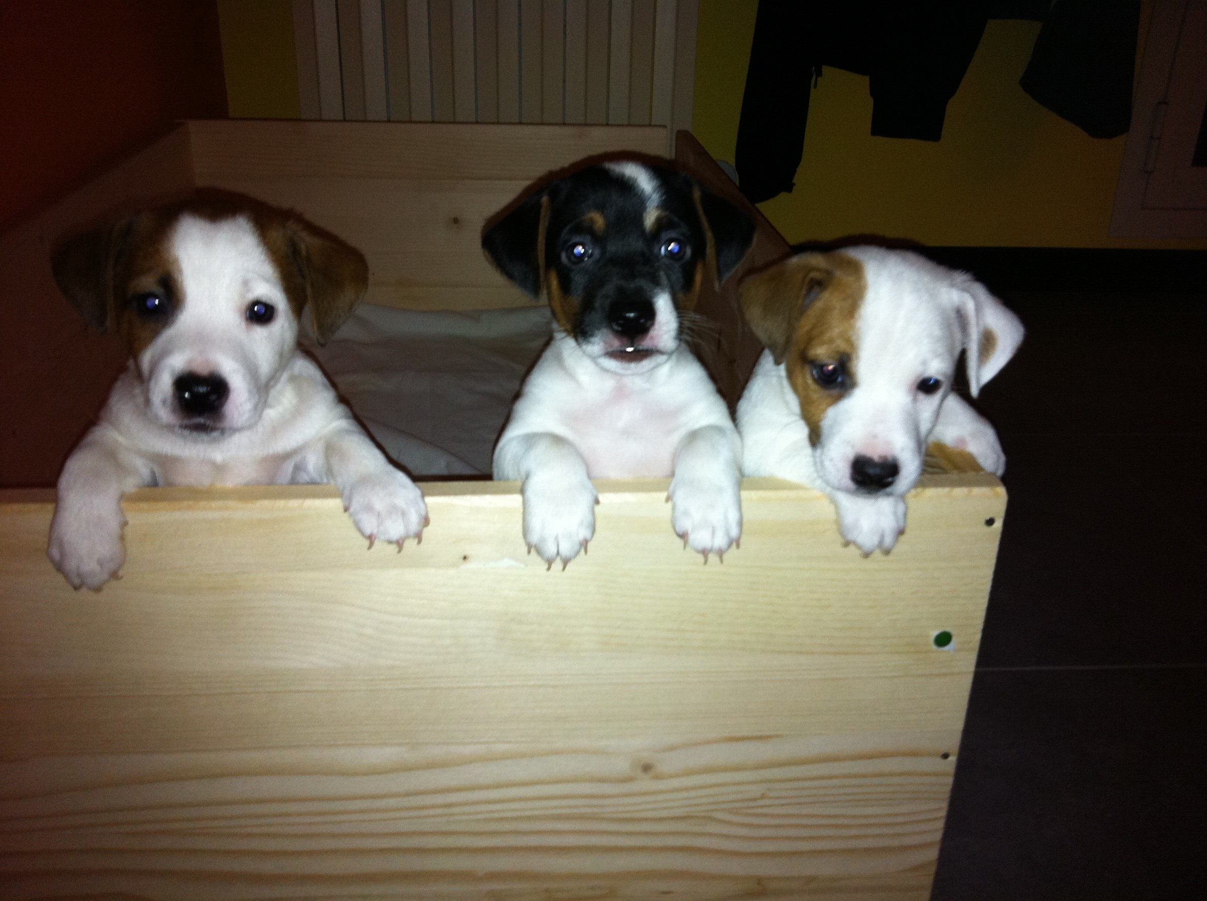 the children of jackina