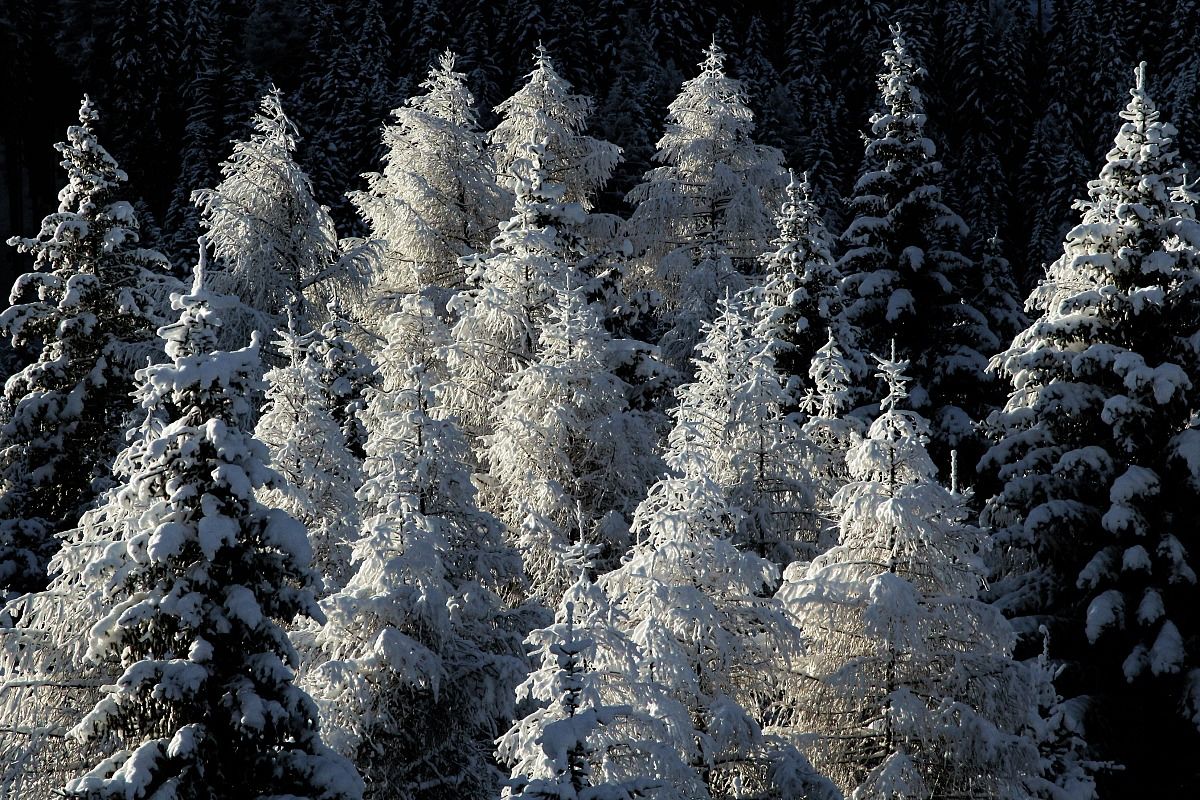 Ready for Christmas! (Next)