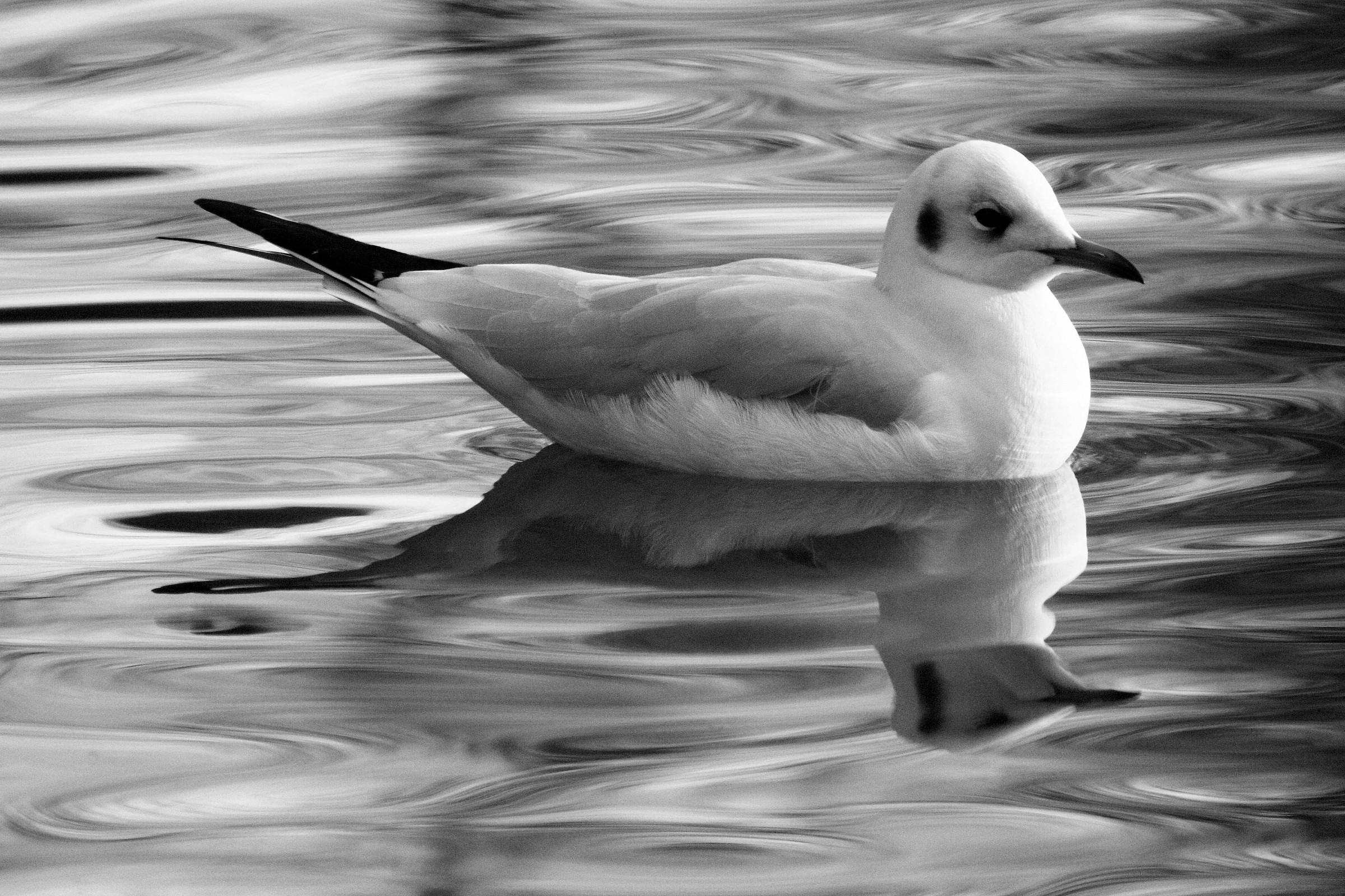 Seagull water Silk