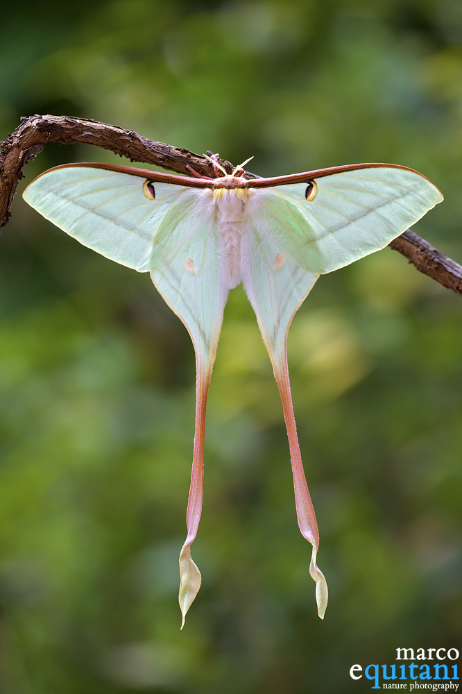 Actias dubernardi, Female