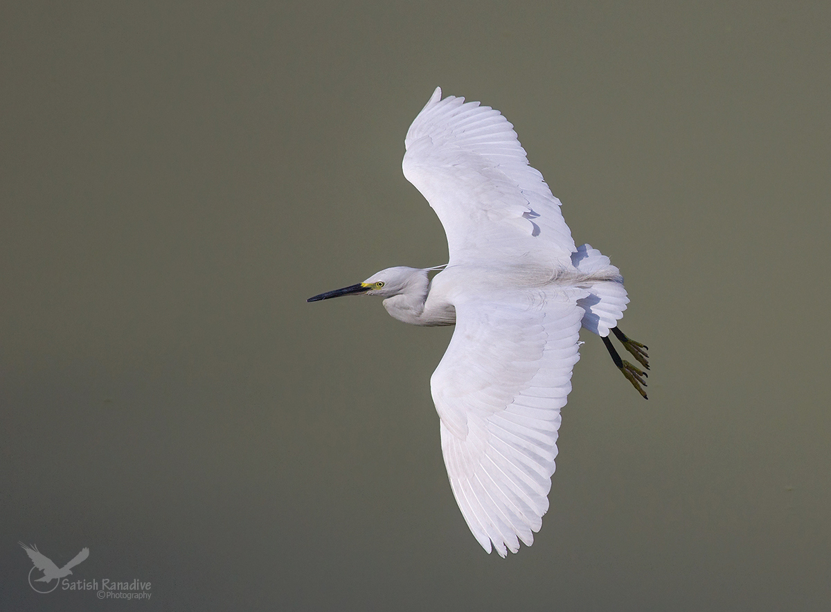 Little Egret.