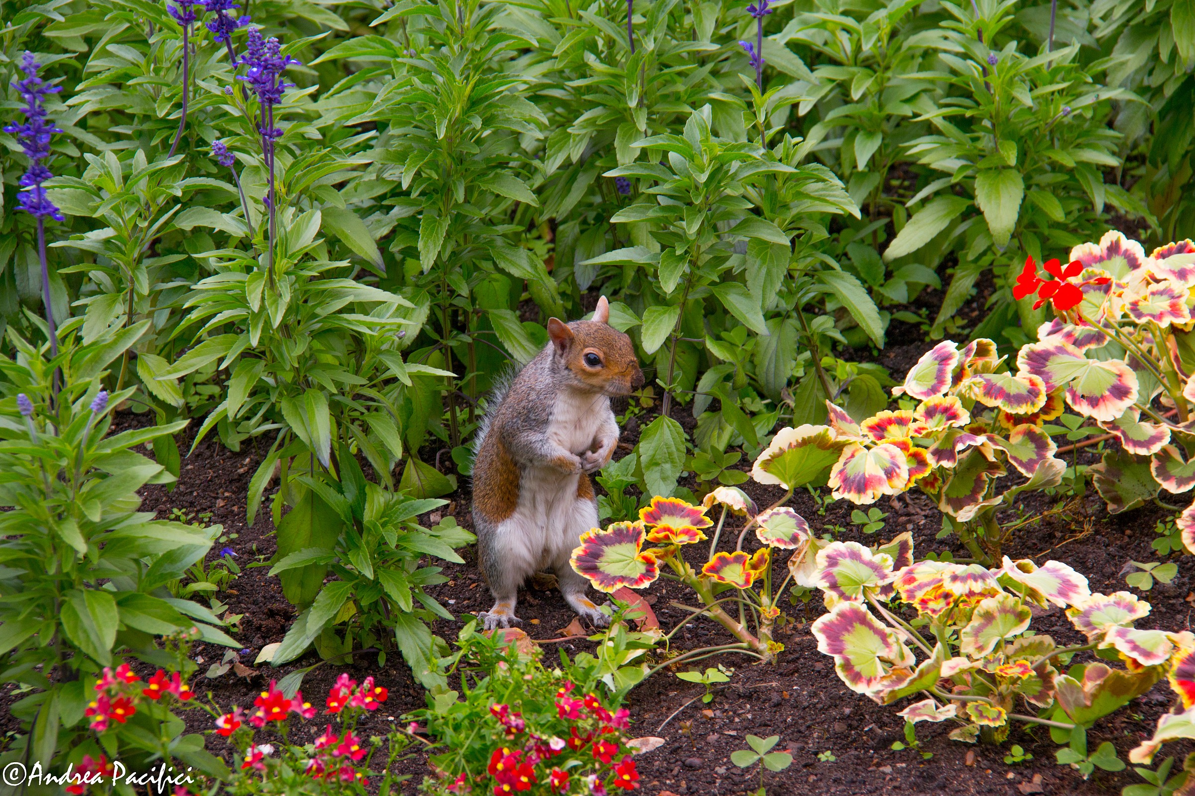 St James' Park London