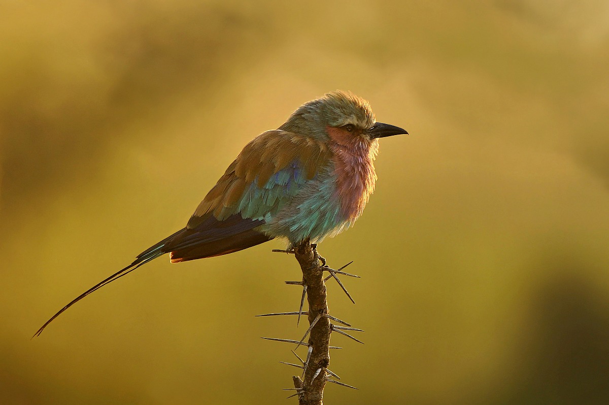 Ghiandaia pettolilla all'alba