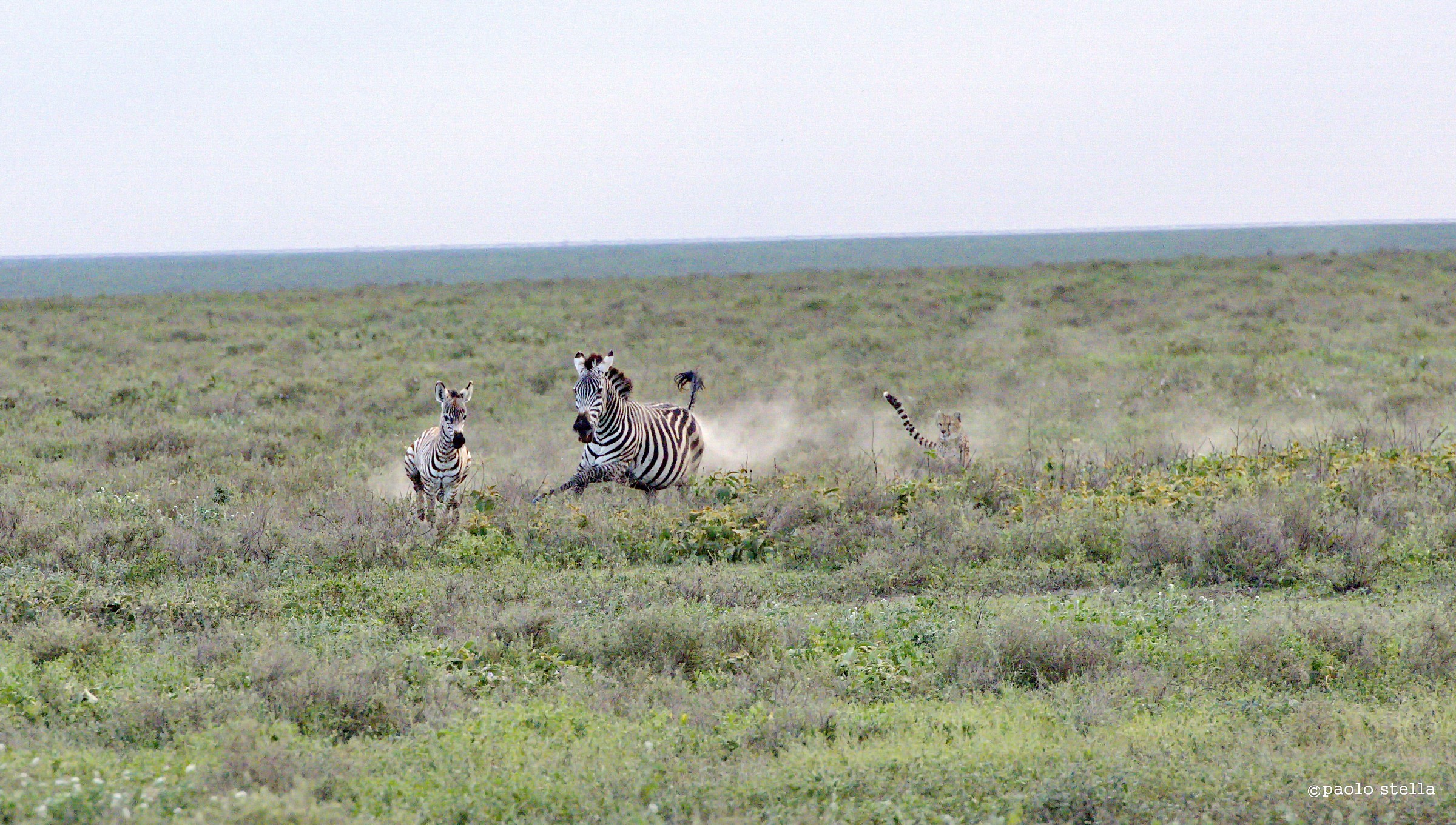 hunting zebra