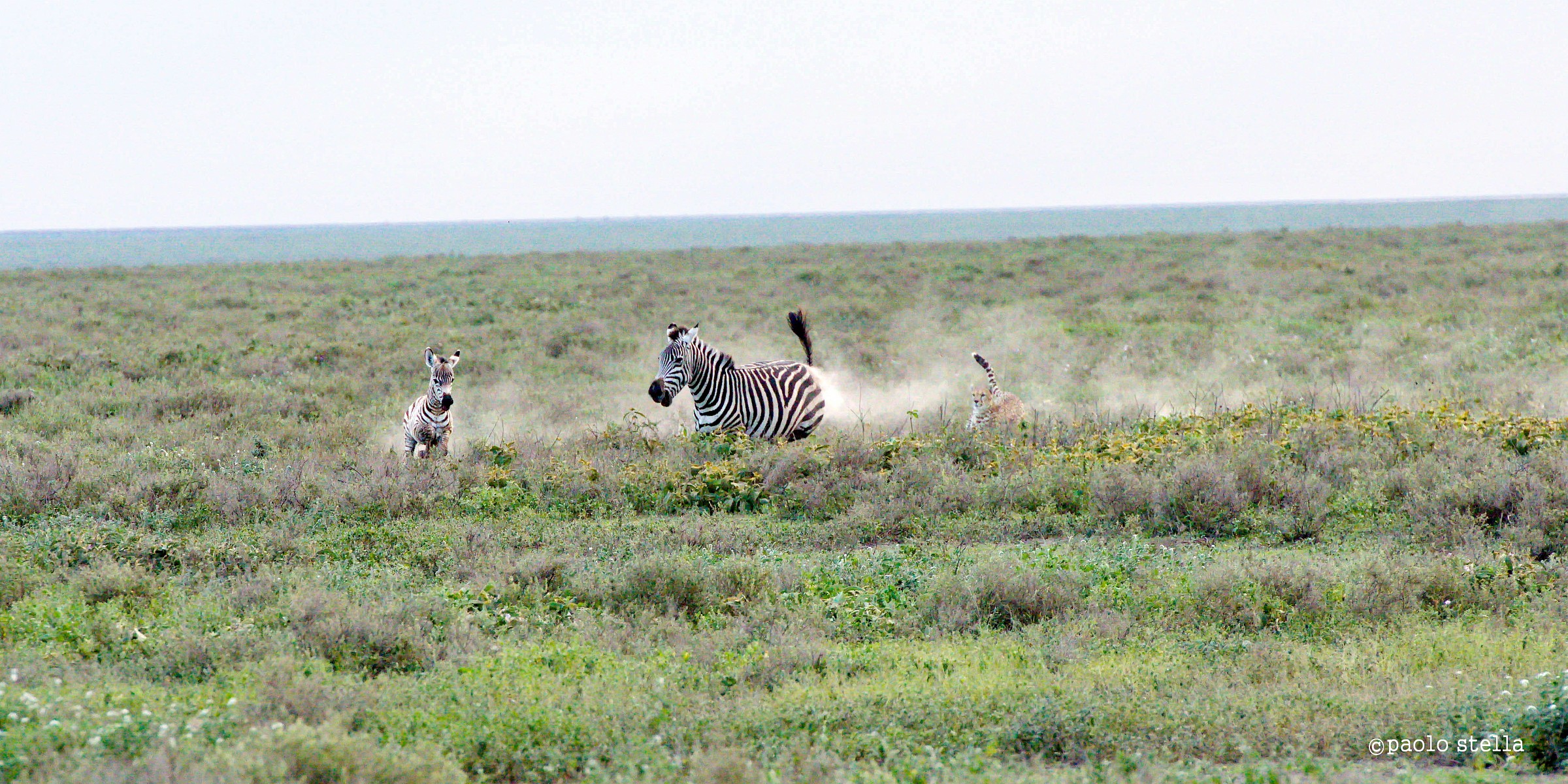 hunting zebra - 1