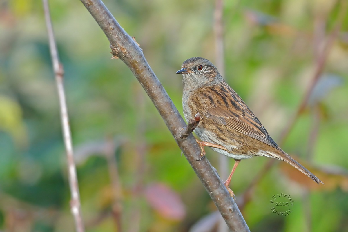 Passera scopaiola (Prunella modularis)