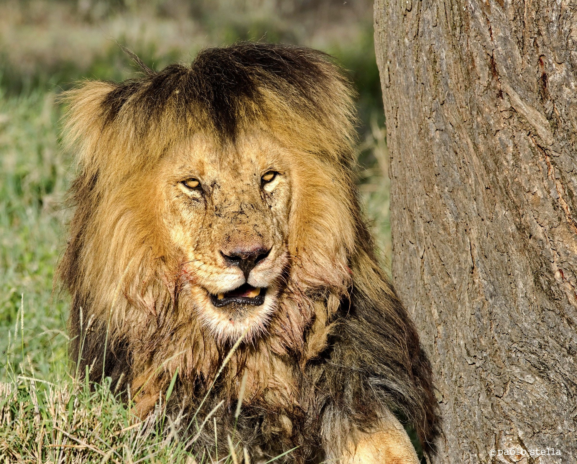 "Bob Marley" portrait