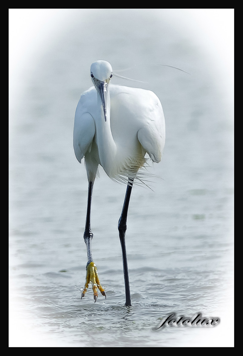 delta del Po 2014 (garzetta)