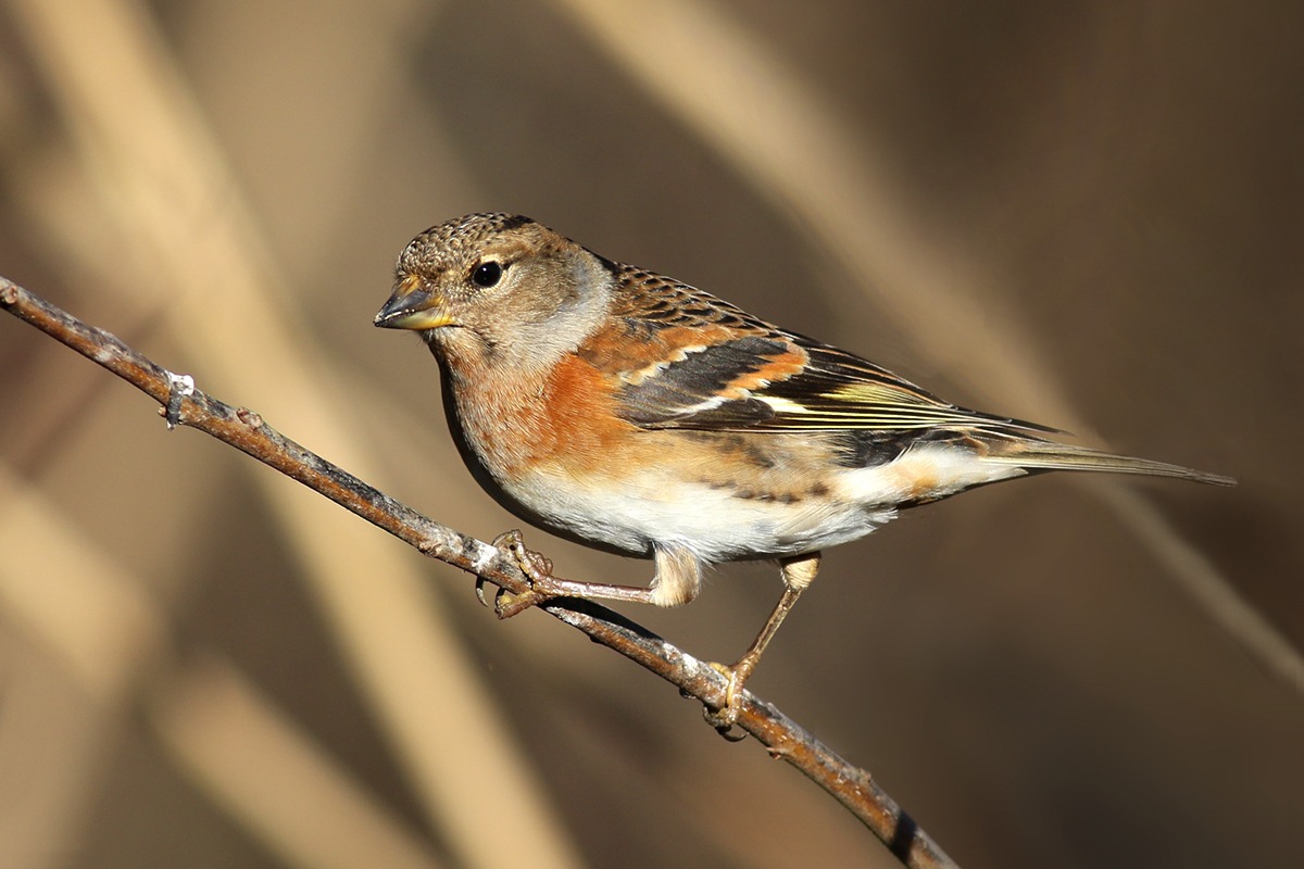 Brambling