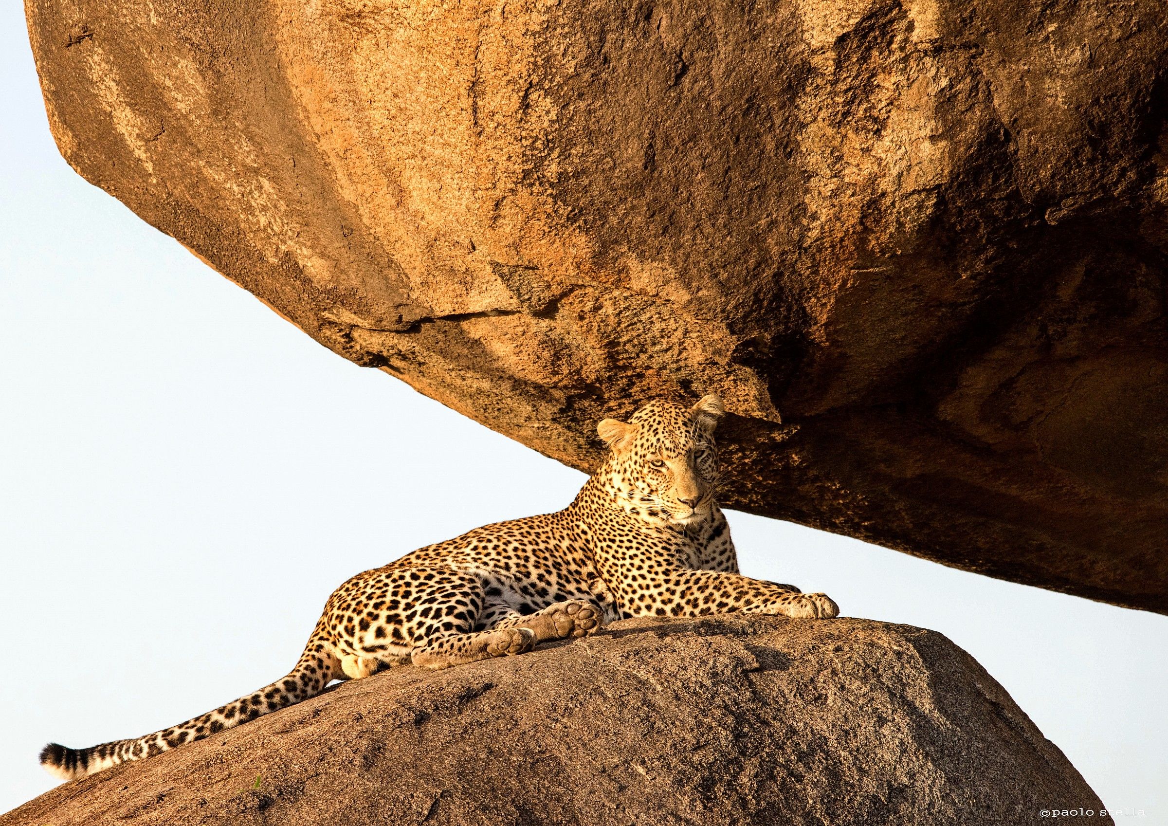 male leopard on a rock