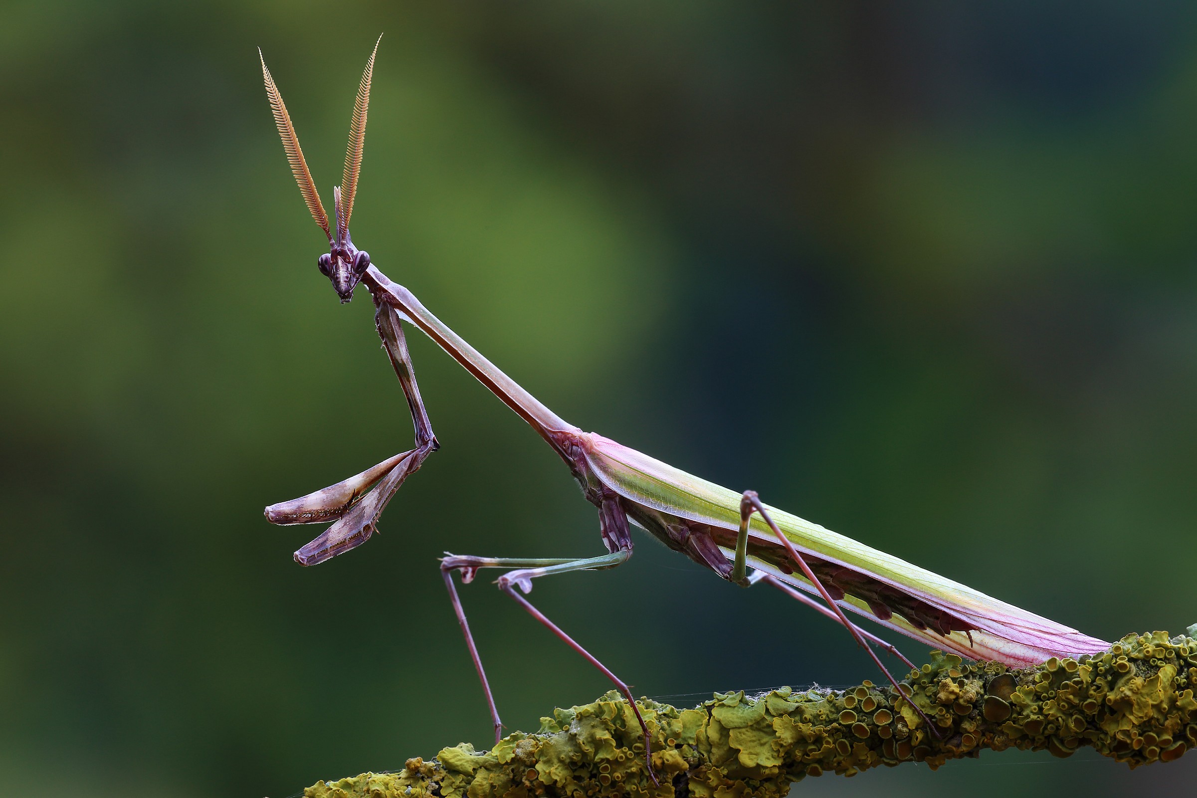 Empusa pennata maschio