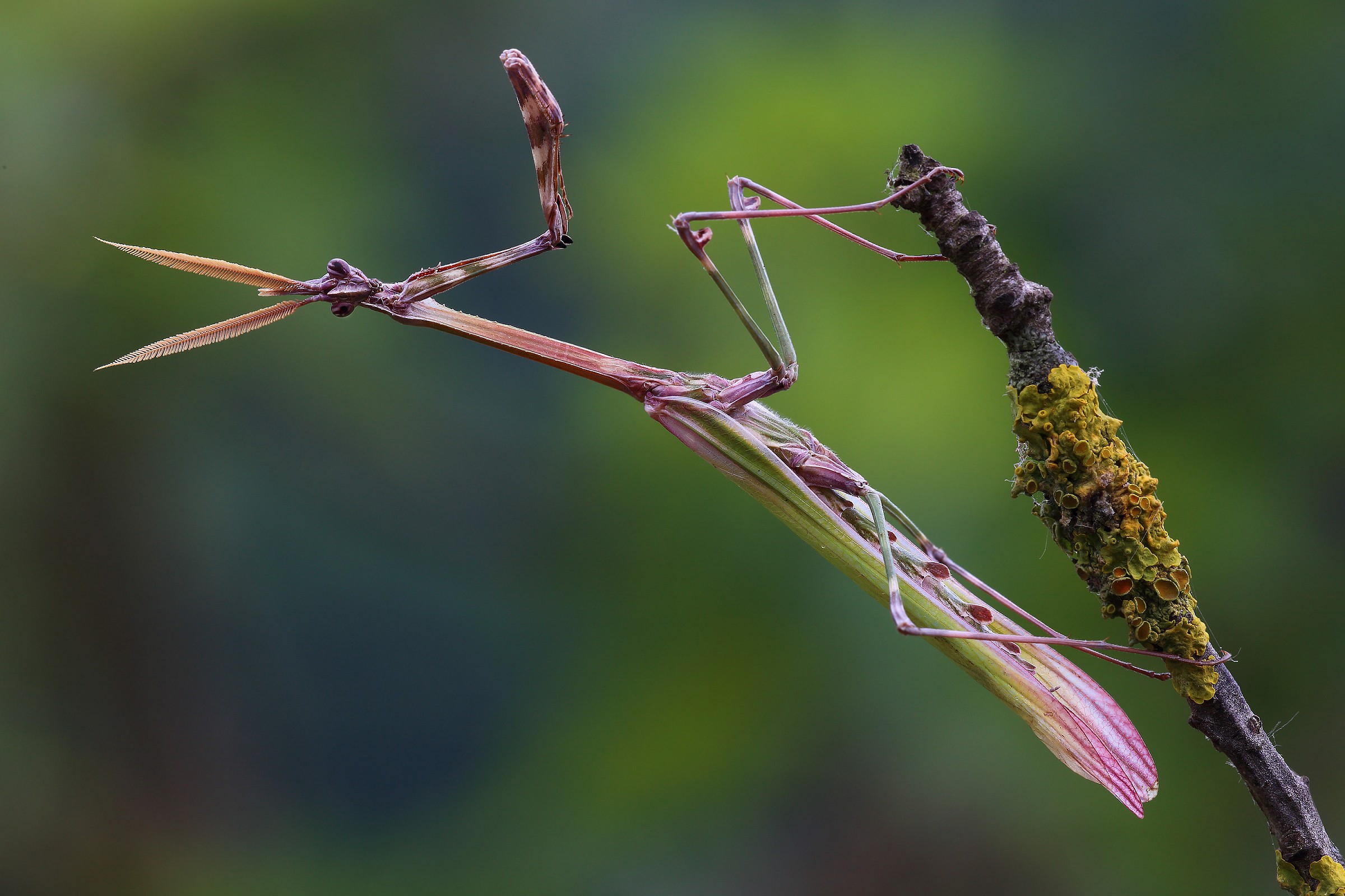 Empusa strum male