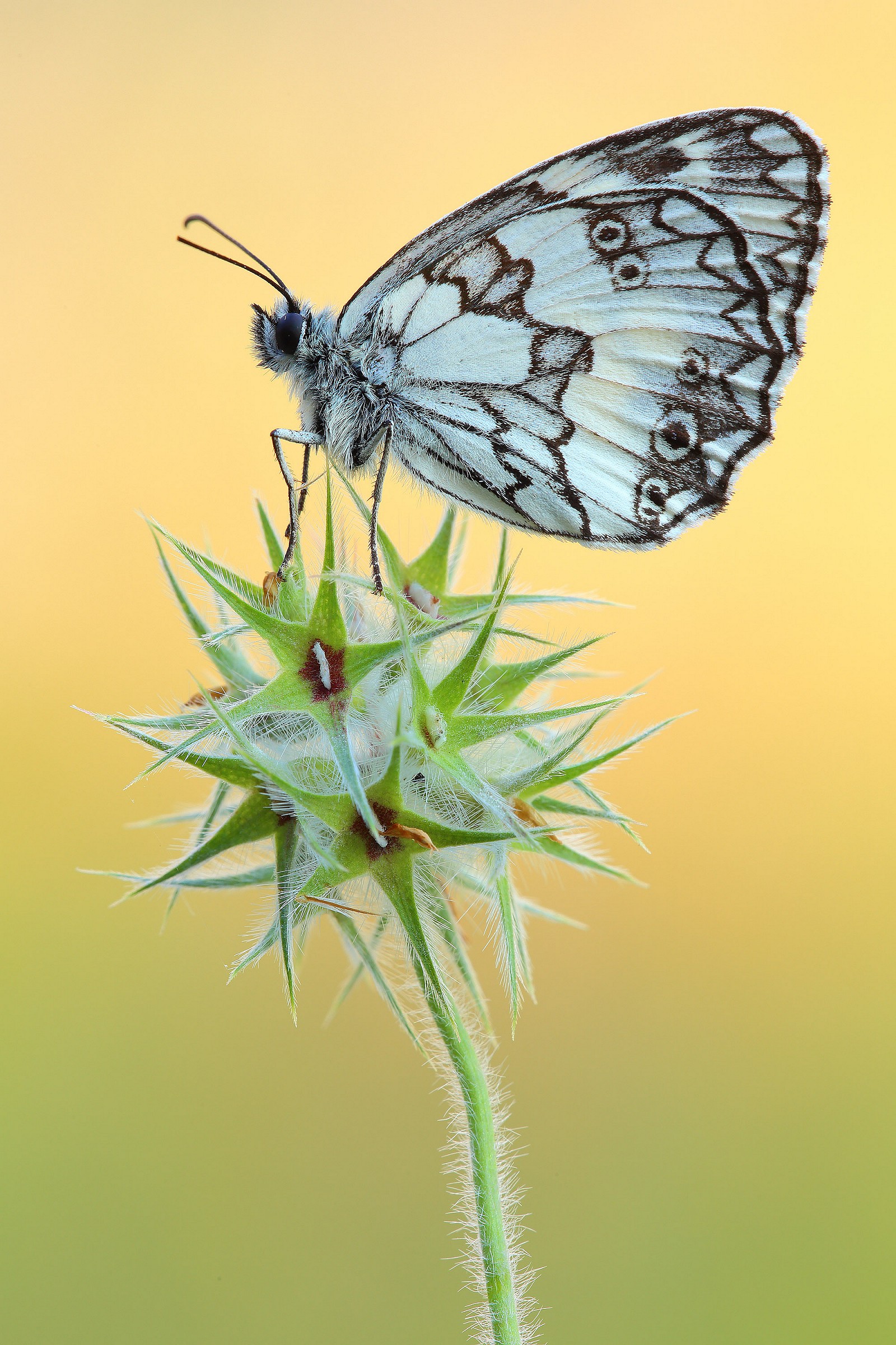 Melanargia sp.