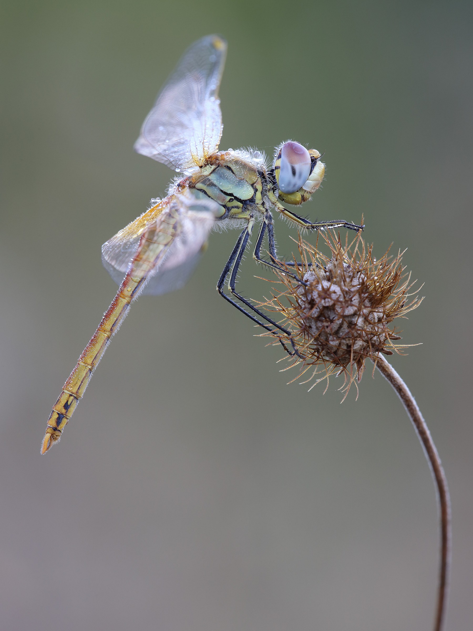 Sympetrum sp.
